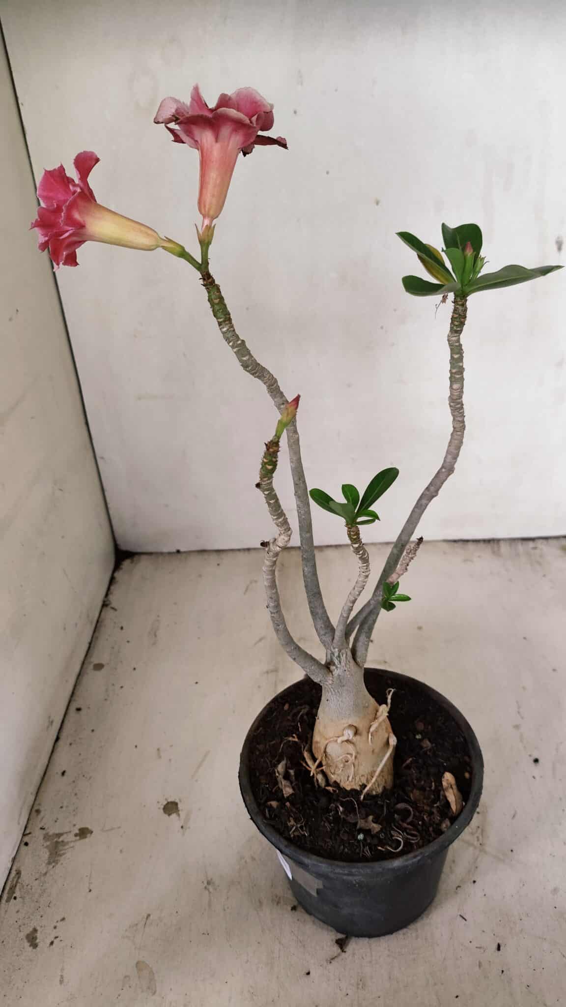 Planta Dobrada 3550 – 35cm – 03 anos - foto 5