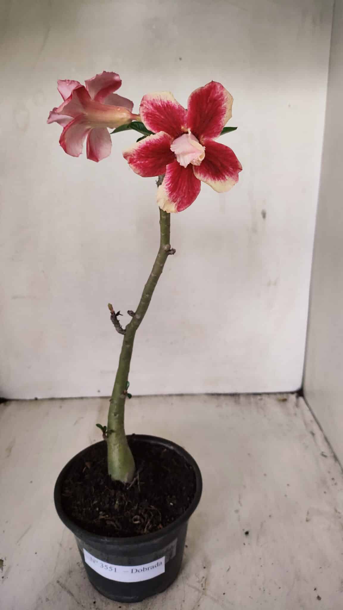 Planta Dobrada 3551 – 30cm – 02 anos - foto 2