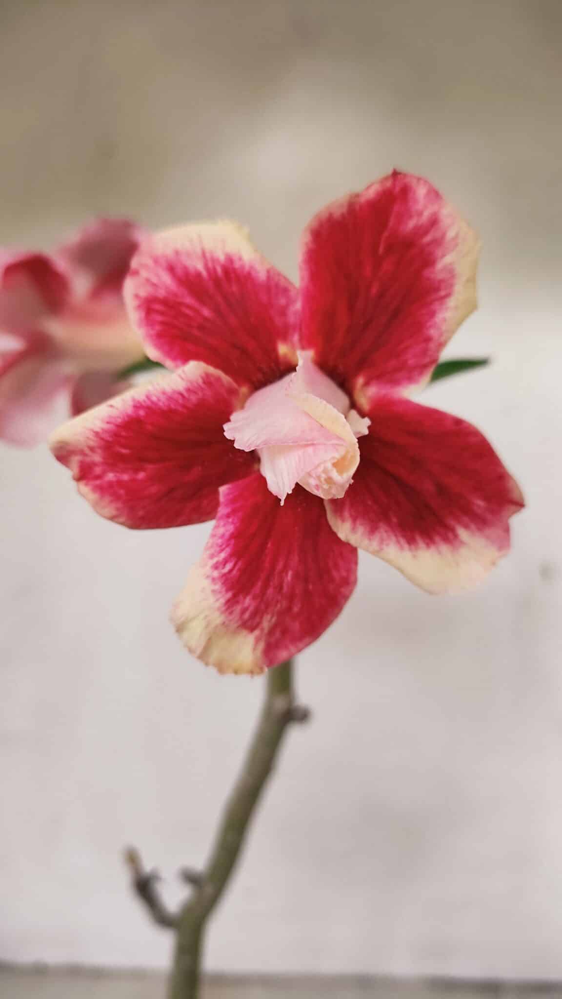 Planta Dobrada 3551 – 30cm – 02 anos - foto 3