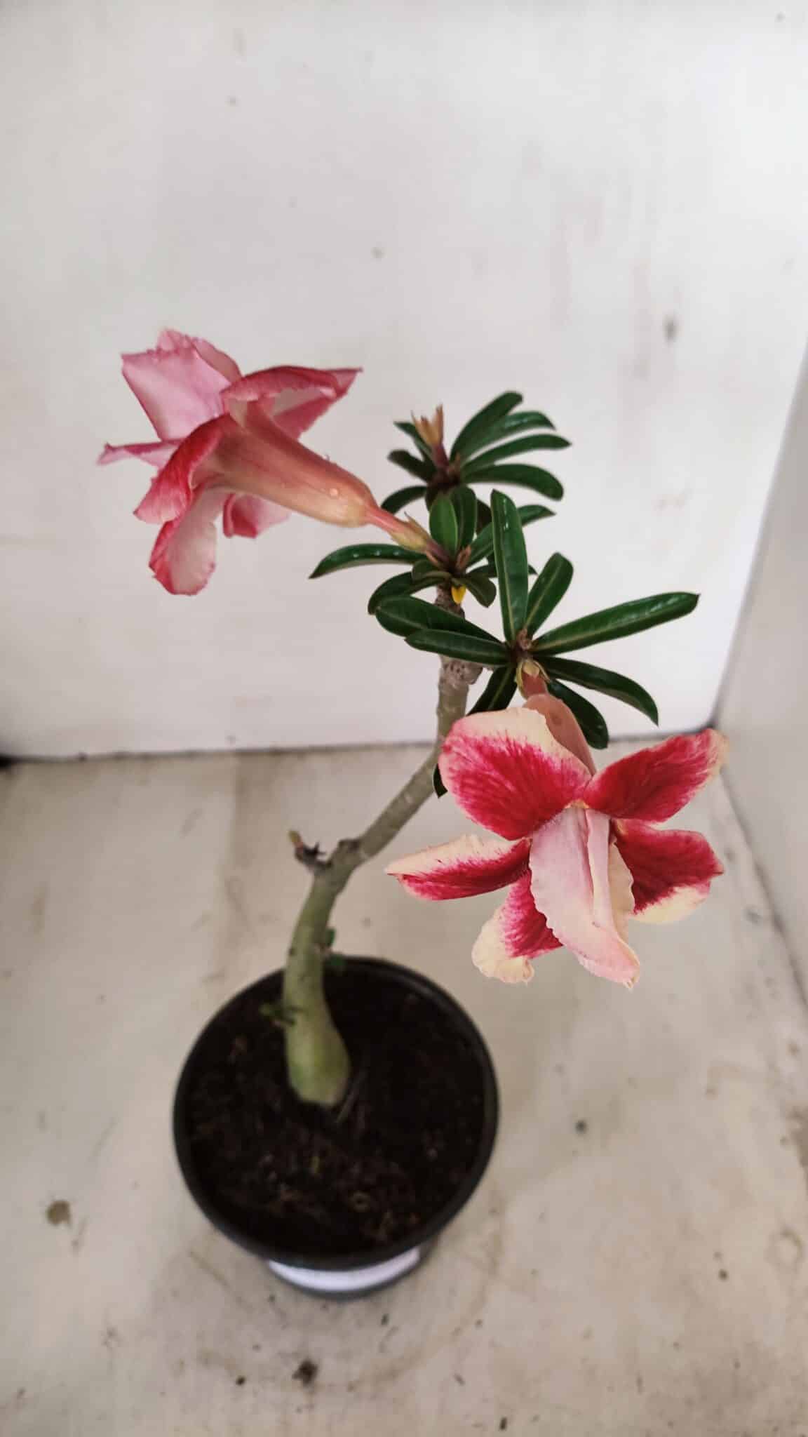 Planta Dobrada 3551 – 30cm – 02 anos - foto 4