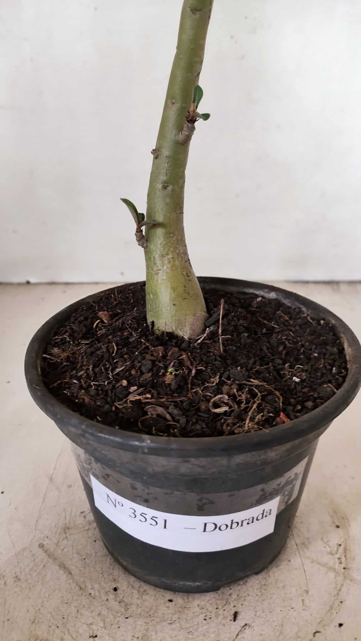 Planta Dobrada 3551 – 30cm – 02 anos - foto 7