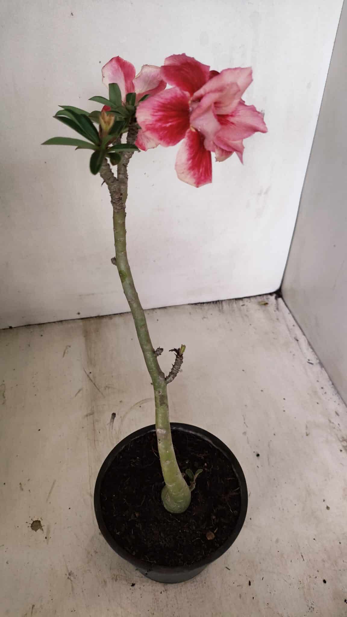 Planta Dobrada 3551 – 30cm – 02 anos - foto 6