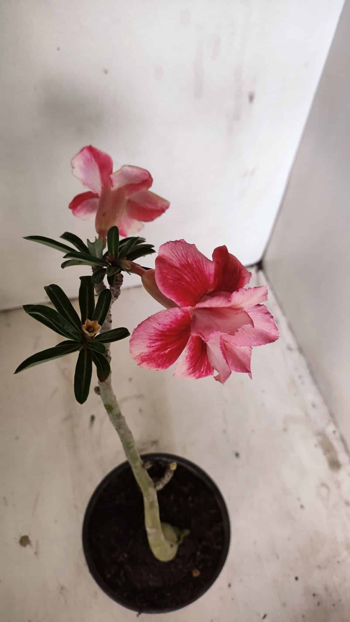 Planta Dobrada 3551 – 30cm – 02 anos - foto 5