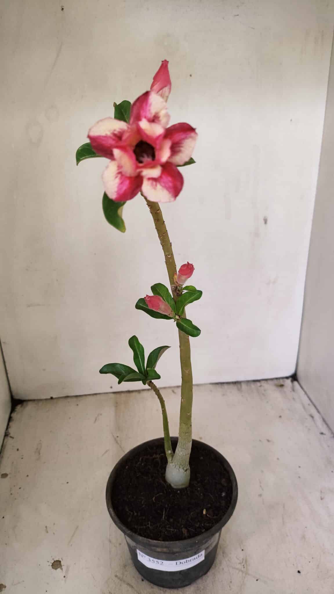 Planta Dobrada 3552 – 30cm – 02 anos - foto 2