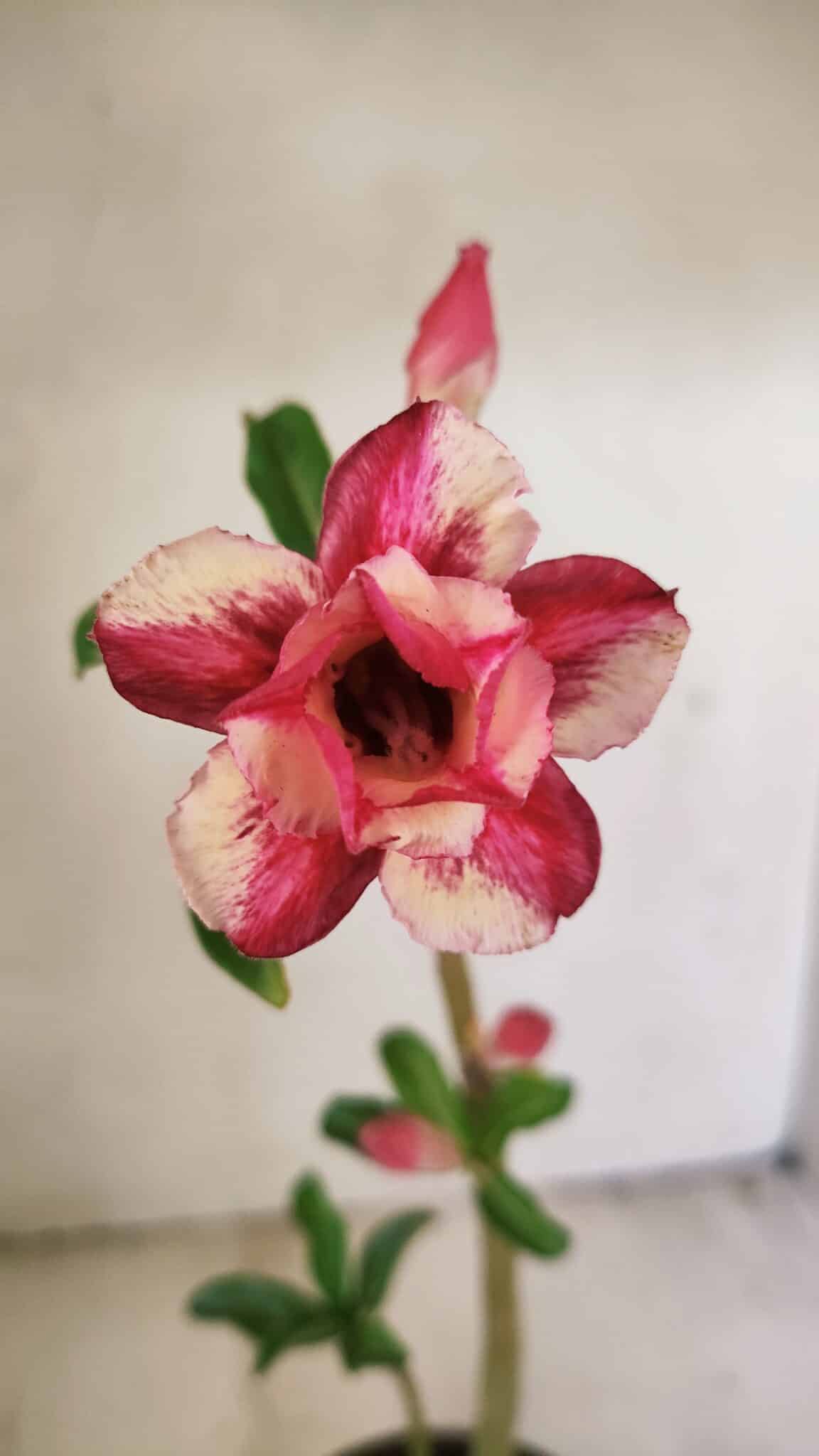 Planta Dobrada 3552 – 30cm – 02 anos - foto 3