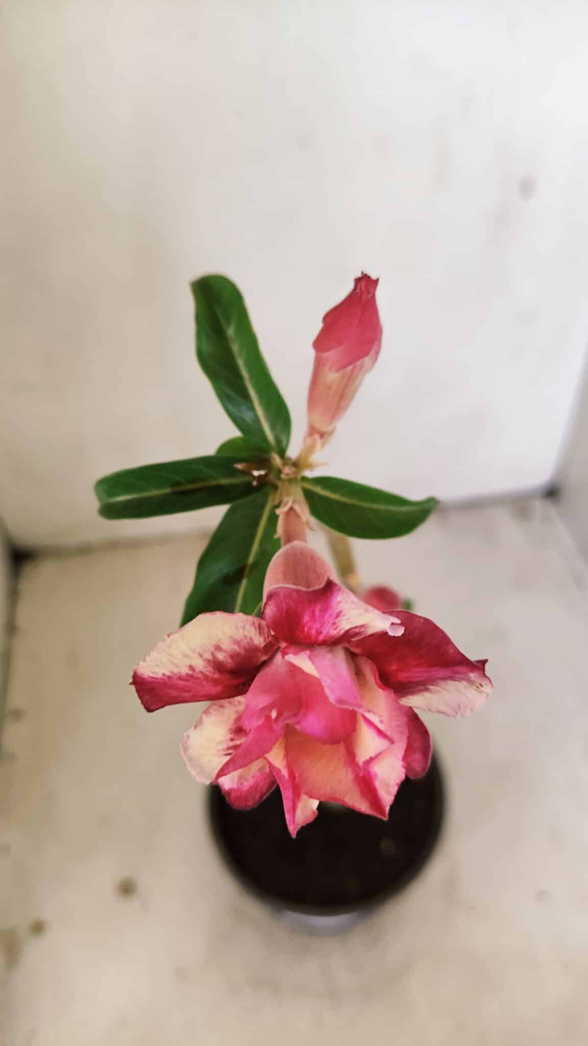 Planta Dobrada 3552 – 30cm – 02 anos - foto 4