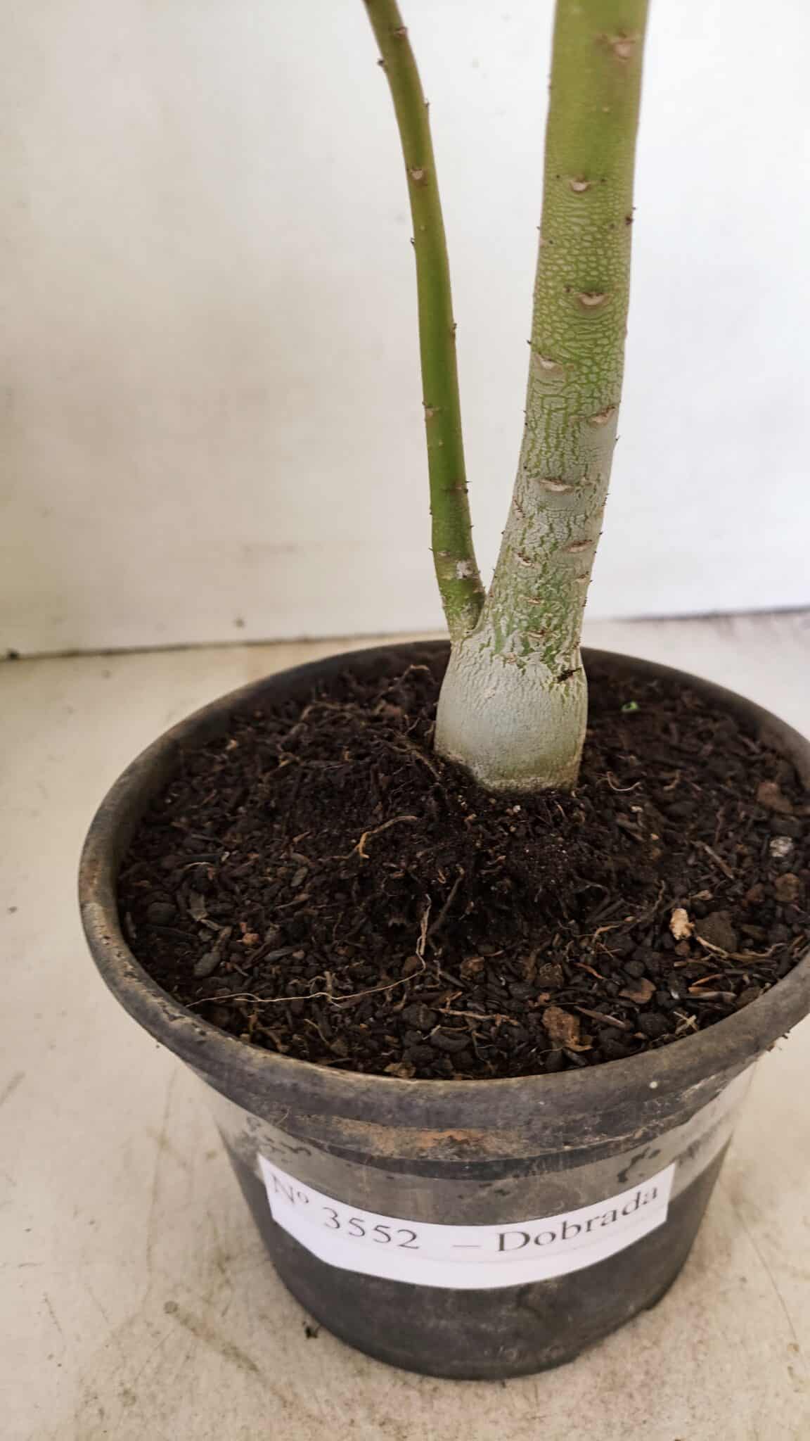 Planta Dobrada 3552 – 30cm – 02 anos - foto 7
