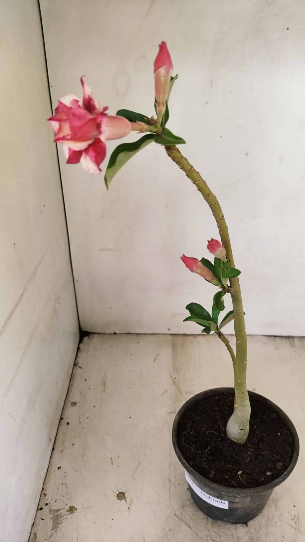 Planta Dobrada 3552 – 30cm – 02 anos - foto 6