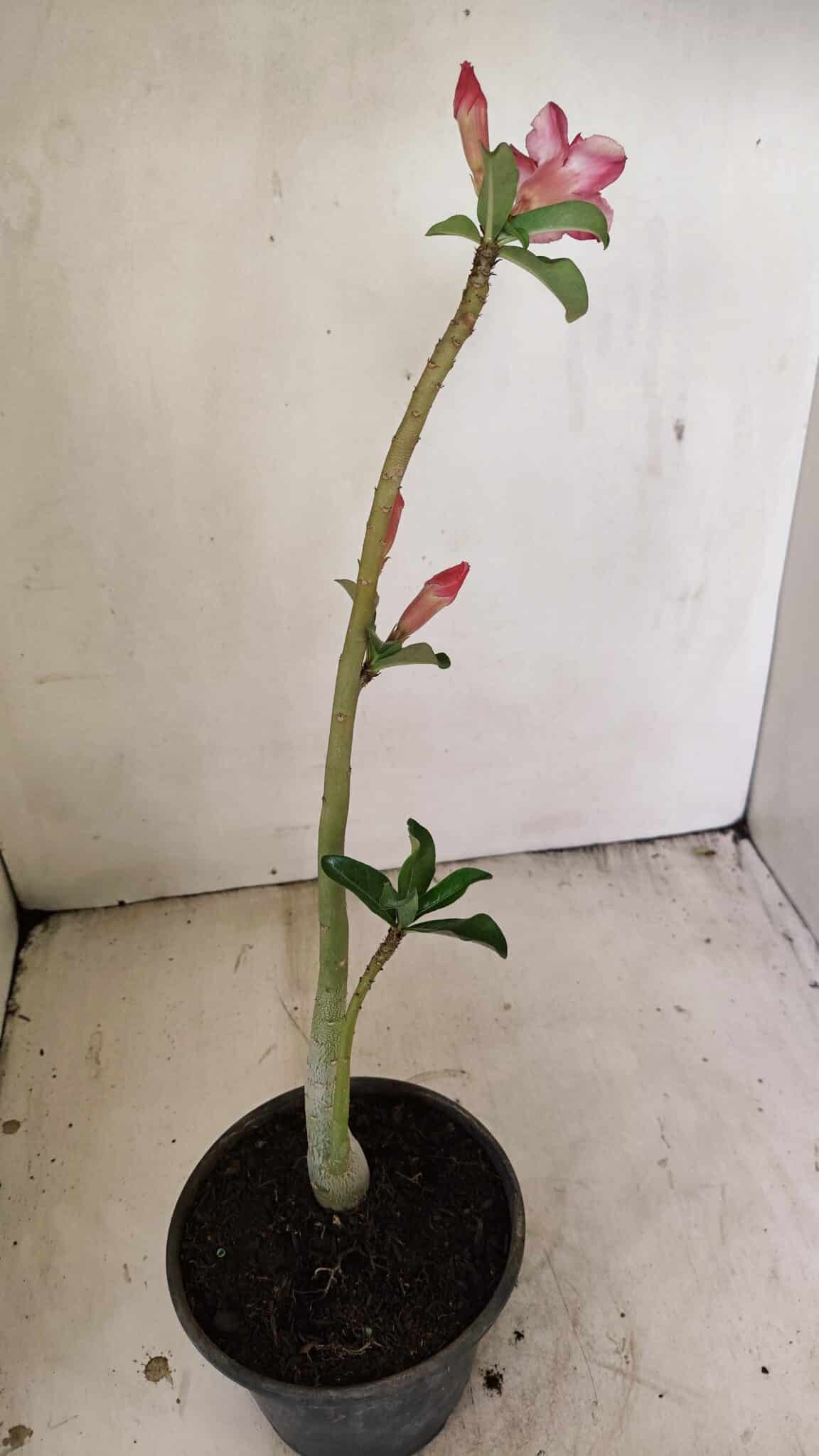Planta Dobrada 3552 – 30cm – 02 anos - foto 5