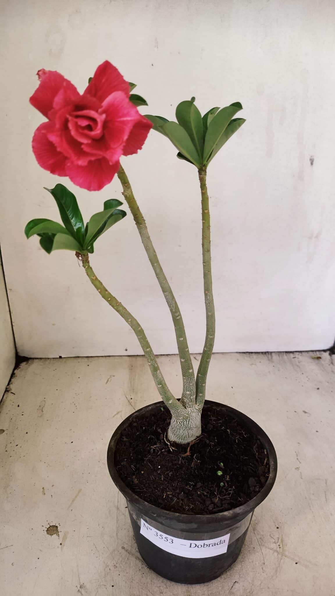Planta Dobrada 3553 – 30cm – 02 anos - foto 2