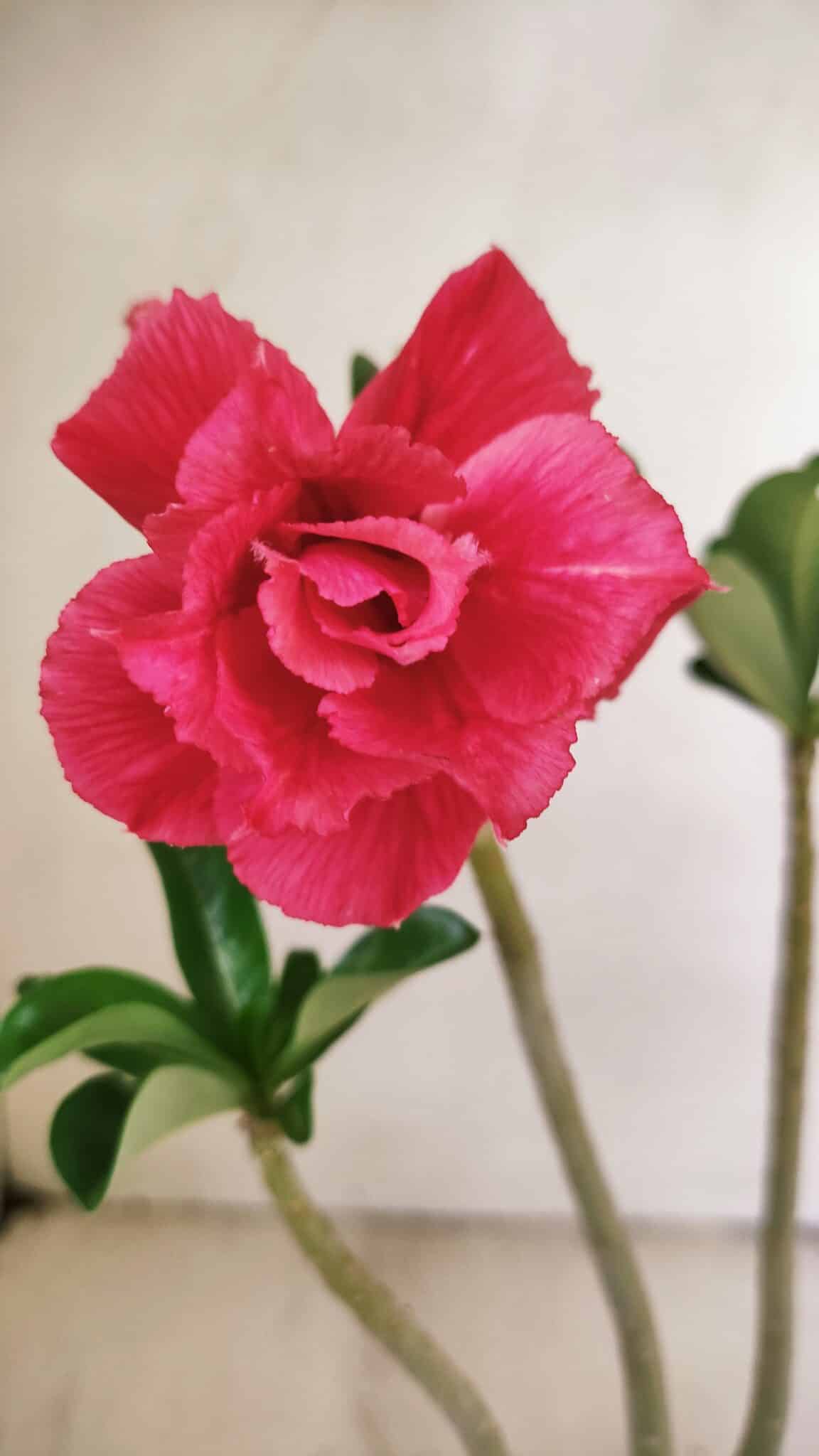 Planta Dobrada 3553 – 30cm – 02 anos - foto 3