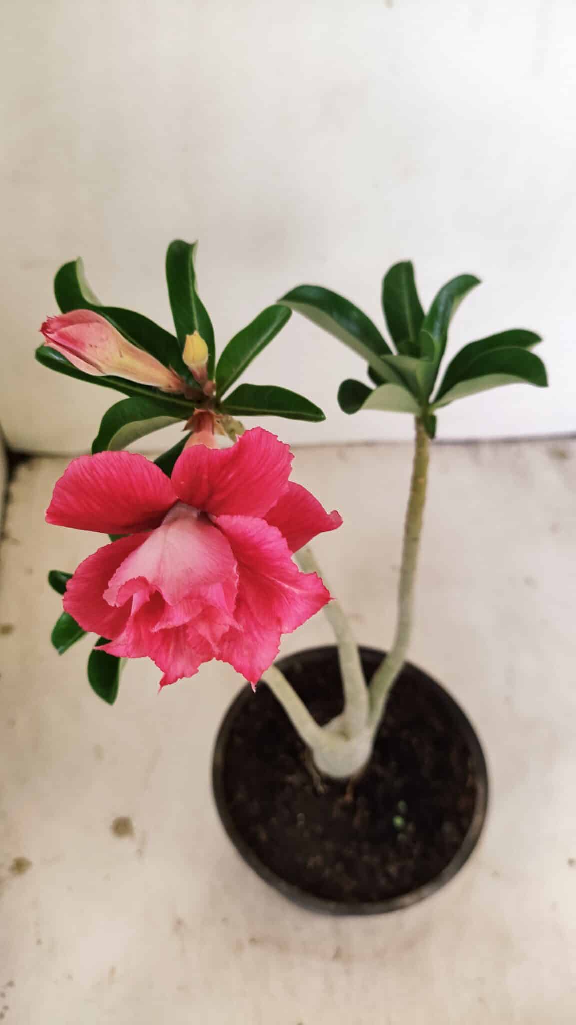 Planta Dobrada 3553 – 30cm – 02 anos - foto 4