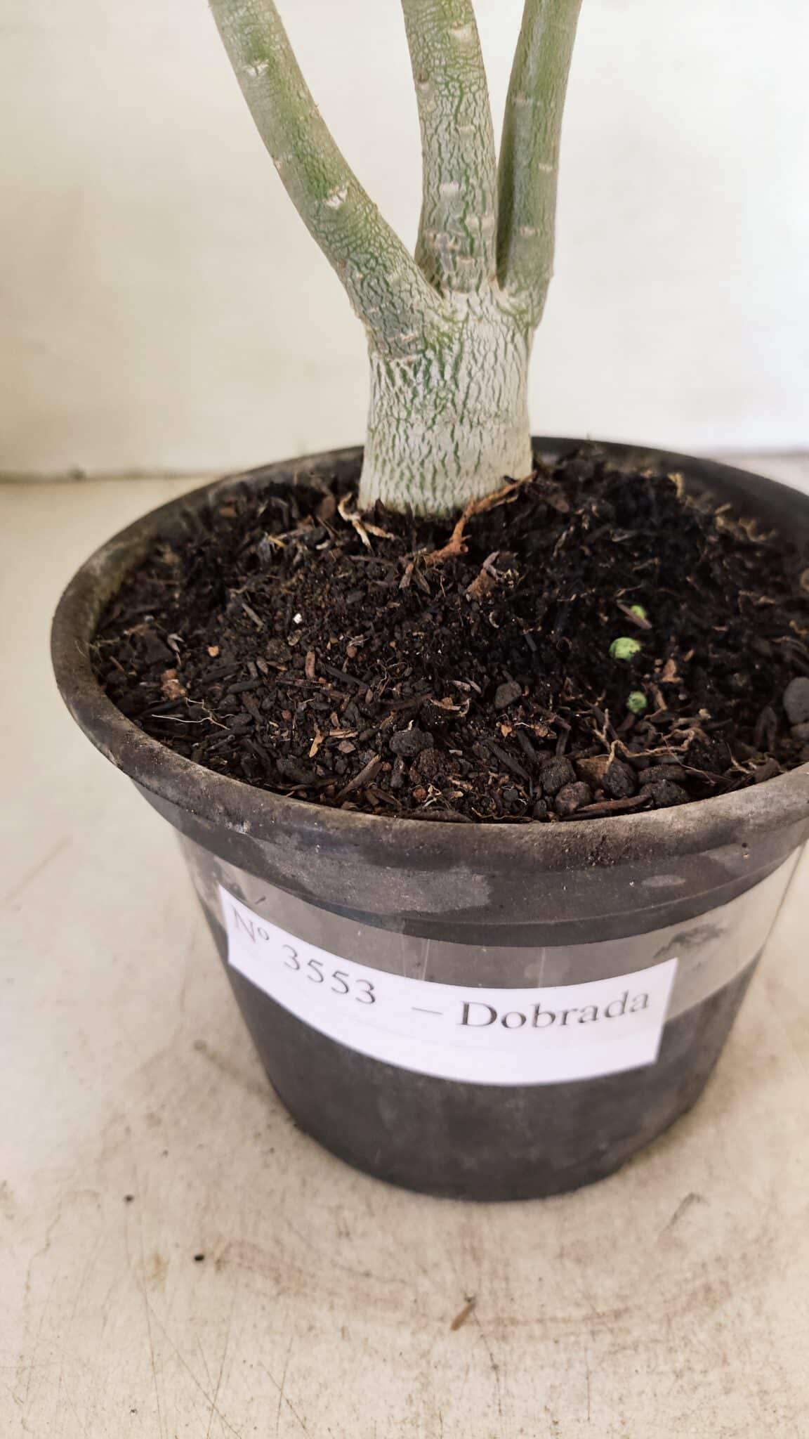 Planta Dobrada 3553 – 30cm – 02 anos - foto 7