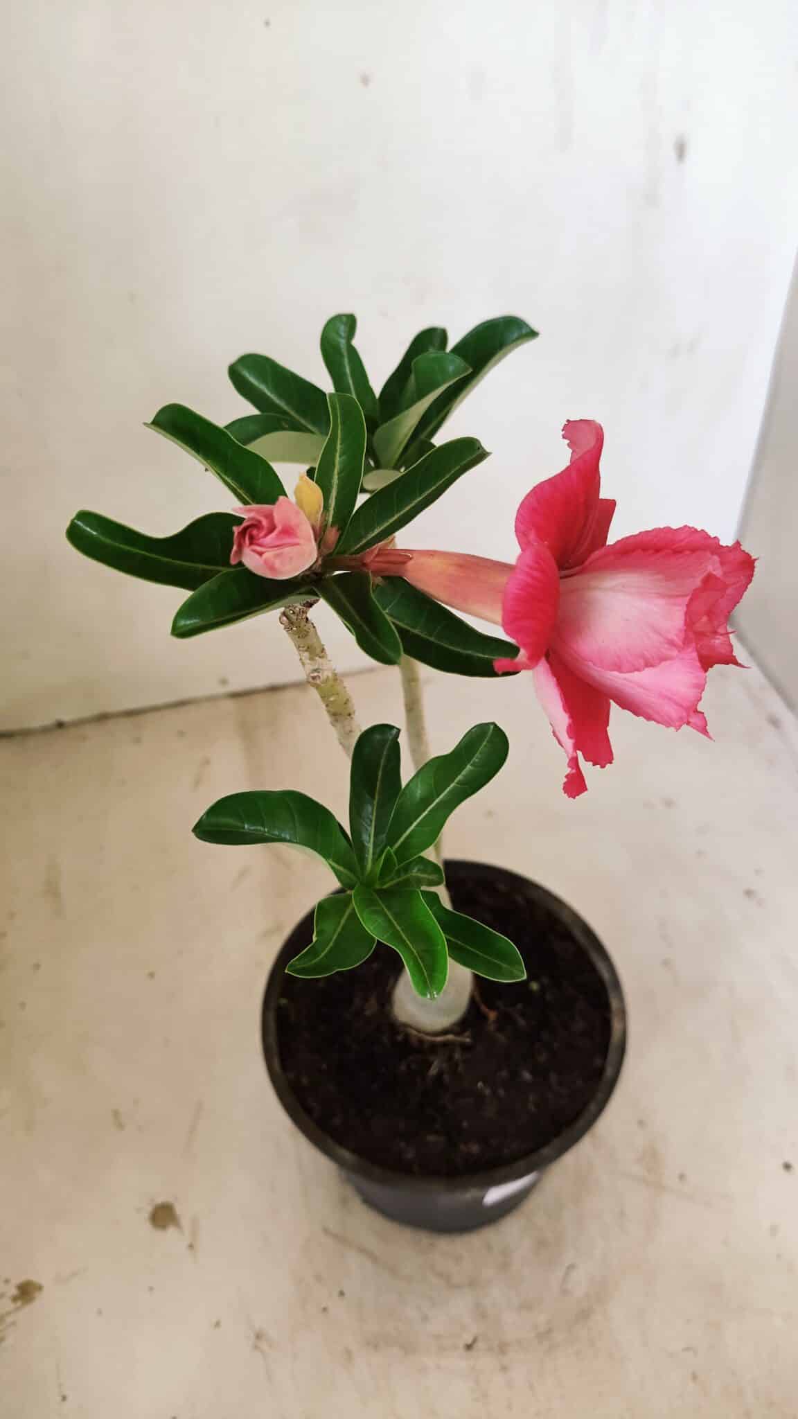 Planta Dobrada 3553 – 30cm – 02 anos - foto 5