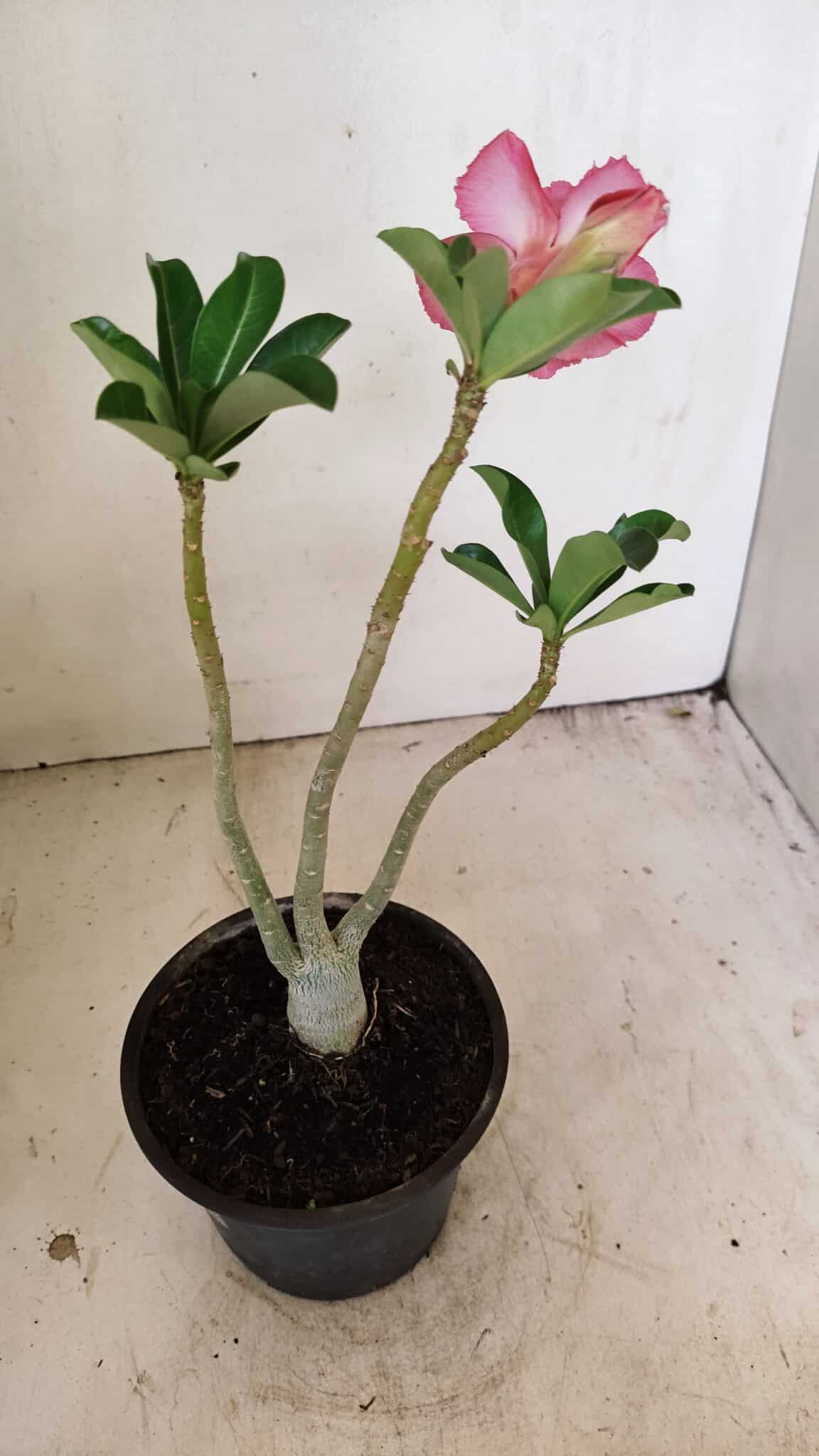 Planta Dobrada 3553 – 30cm – 02 anos - foto 6