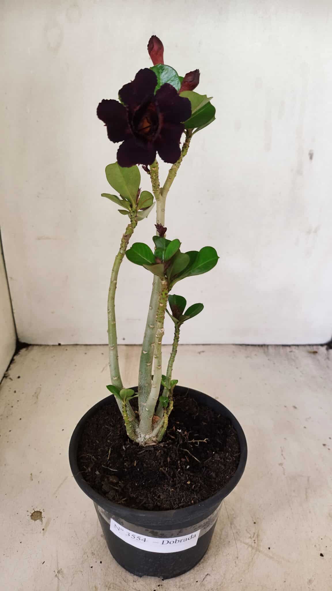 Planta Dobrada 3554 – 30cm – 02 anos - foto 2