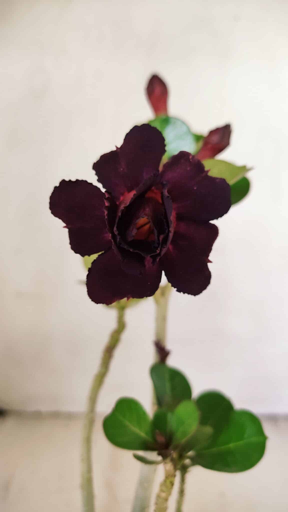 Planta Dobrada 3554 – 30cm – 02 anos - foto 3