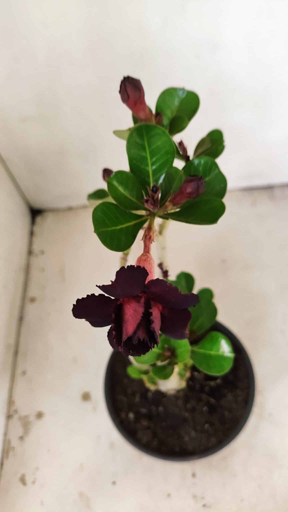 Planta Dobrada 3554 – 30cm – 02 anos - foto 4