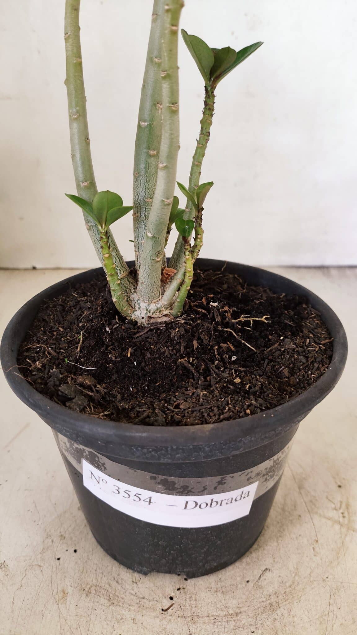 Planta Dobrada 3554 – 30cm – 02 anos - foto 7