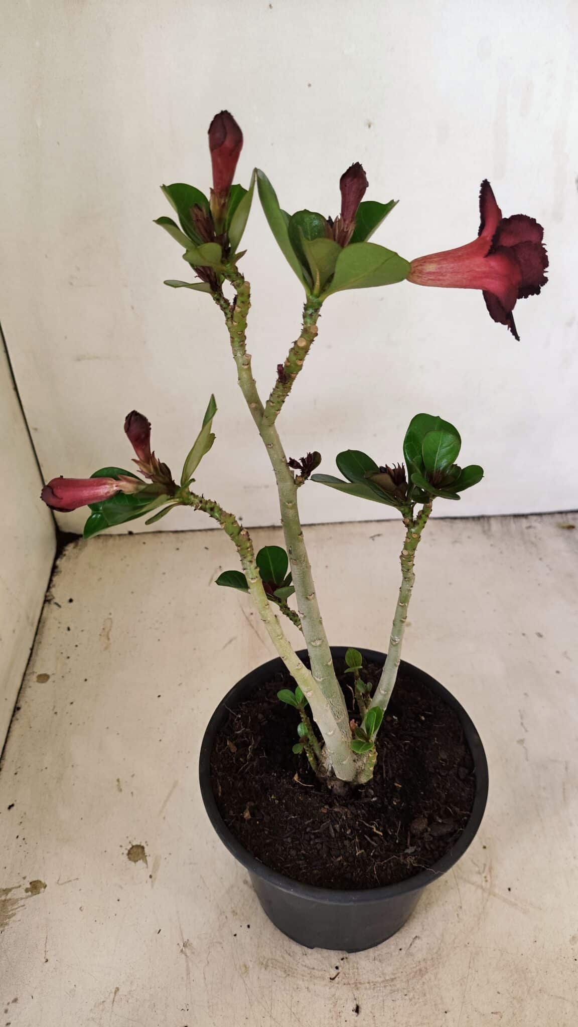 Planta Dobrada 3554 – 30cm – 02 anos - foto 6