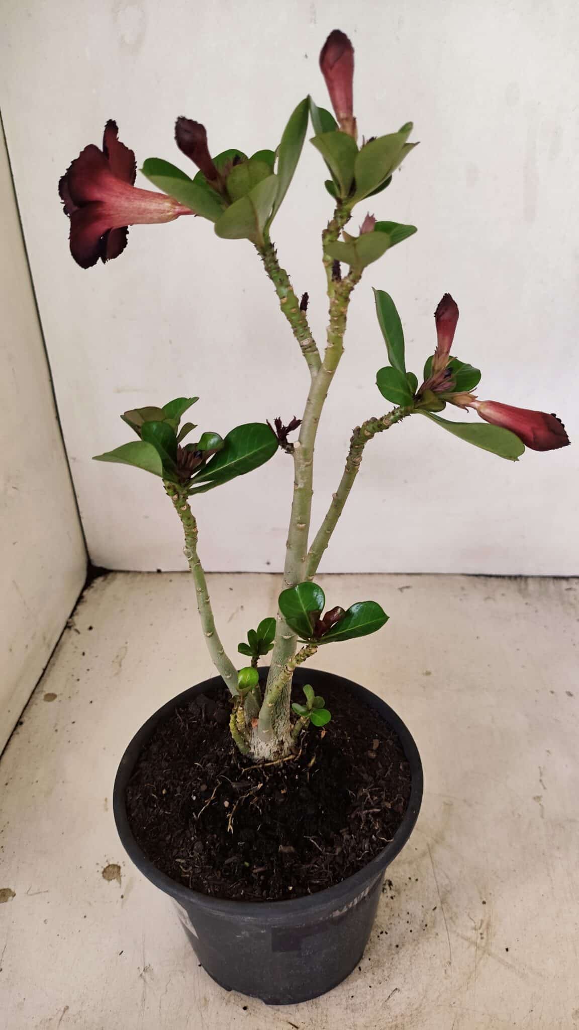 Planta Dobrada 3554 – 30cm – 02 anos - foto 5