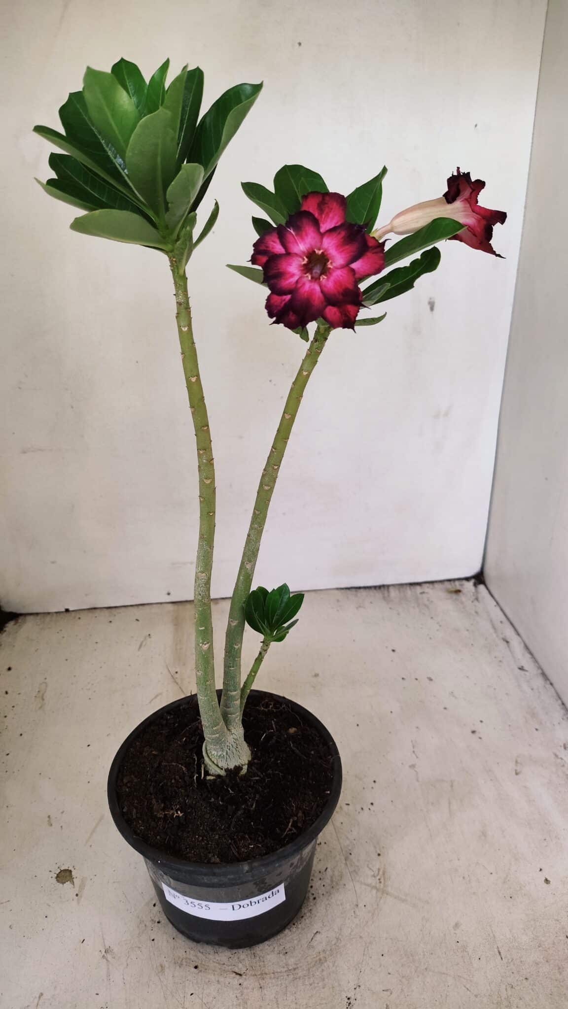 Planta Dobrada 3555 – 30cm – 02 anos - foto 2