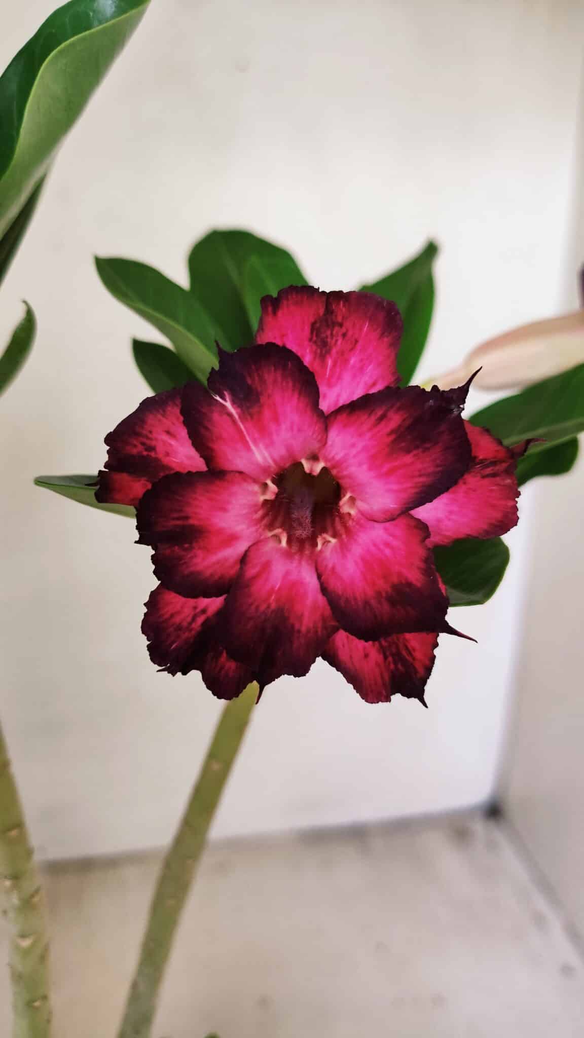 Planta Dobrada 3555 – 30cm – 02 anos - foto 3