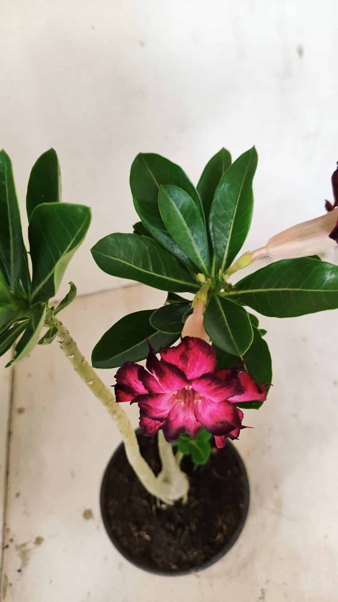 Planta Dobrada 3555 – 30cm – 02 anos - foto 4