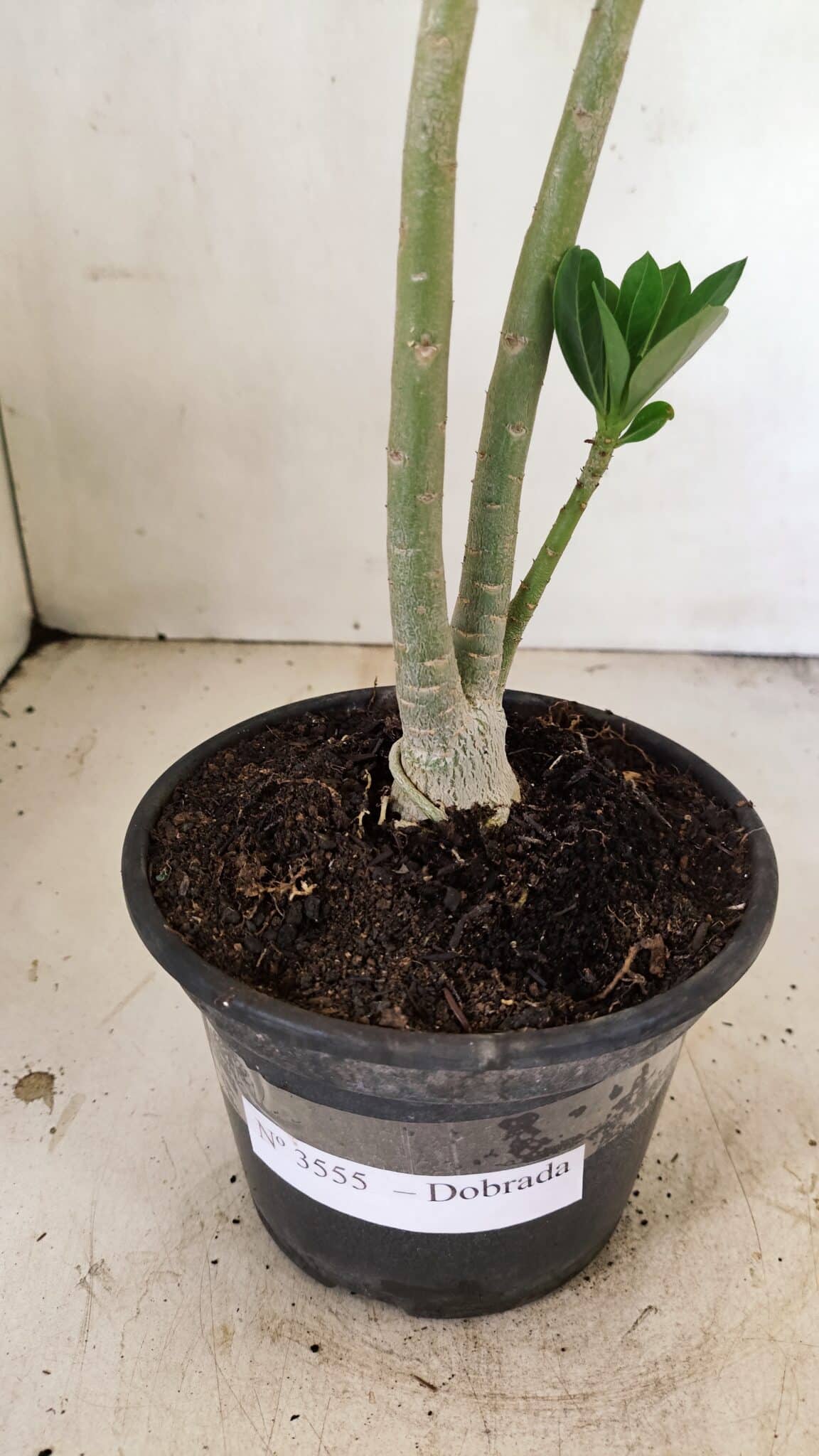 Planta Dobrada 3555 – 30cm – 02 anos - foto 6