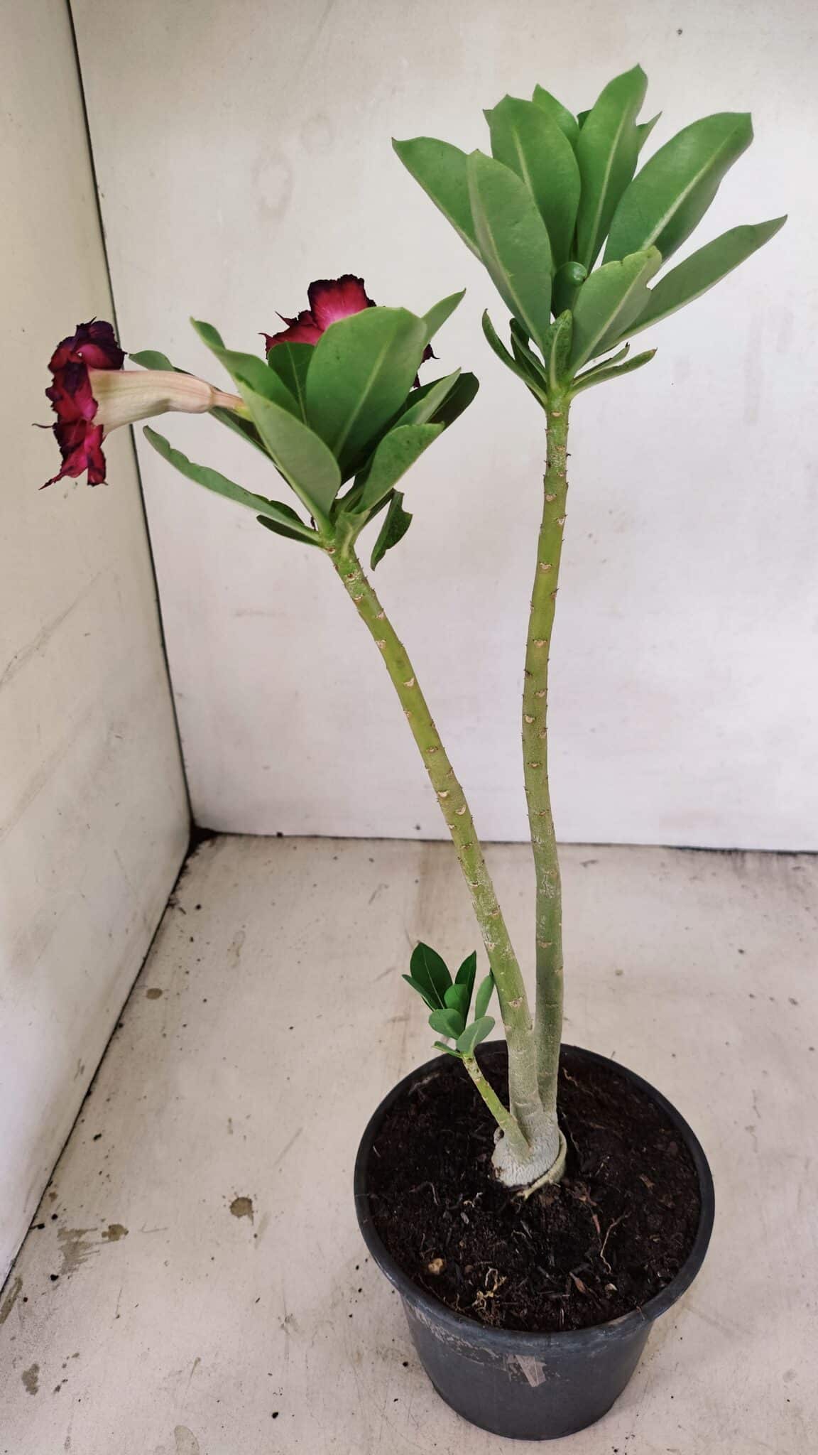 Planta Dobrada 3555 – 30cm – 02 anos - foto 5