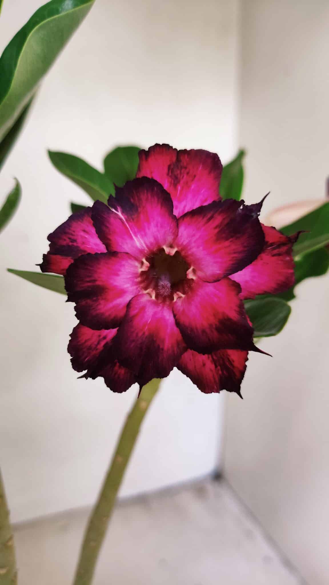 Planta Dobrada 3555 – 30cm – 02 anos - foto 7