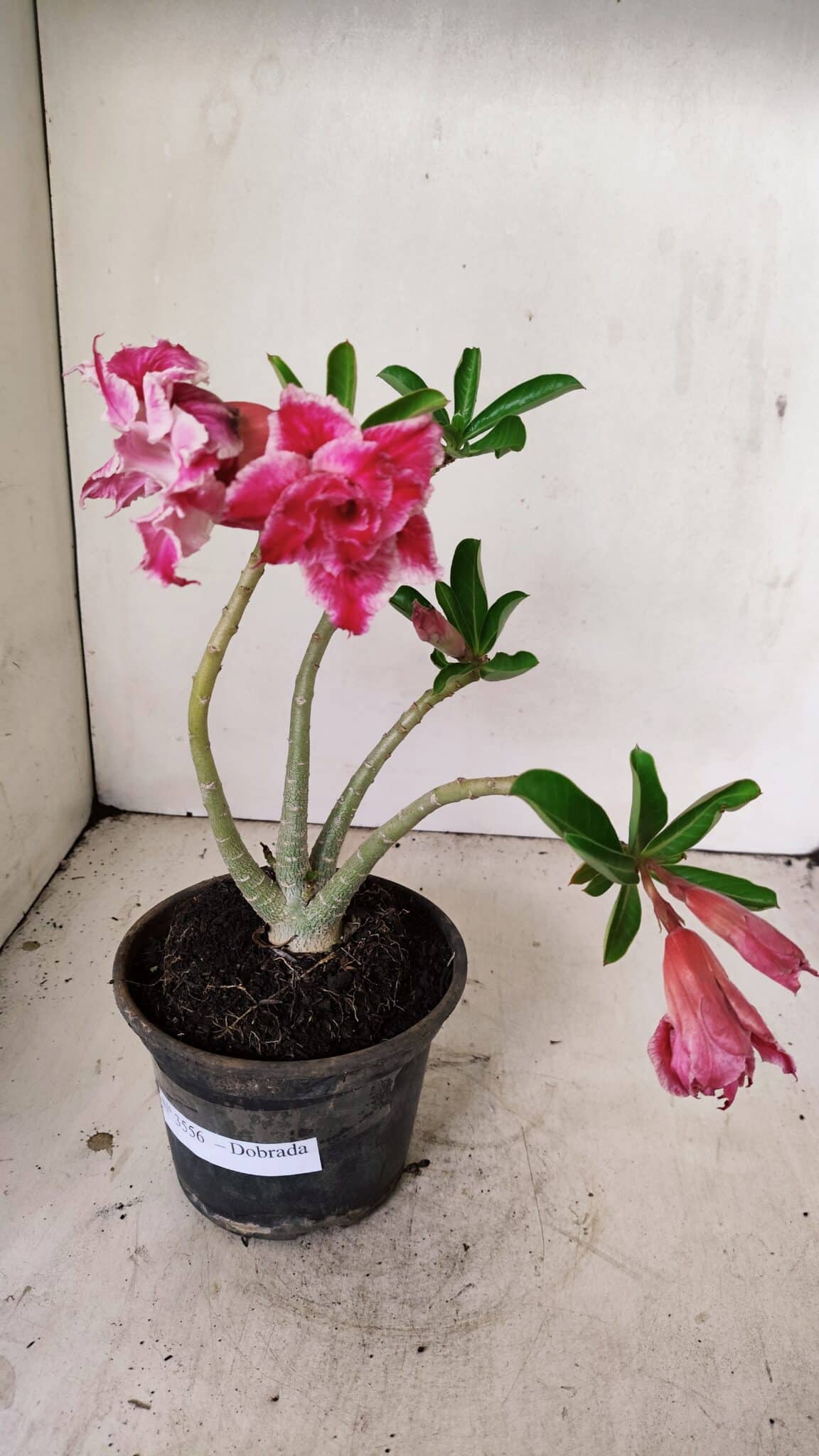 Planta Dobrada 3556 – 30cm – 02 anos - foto 2