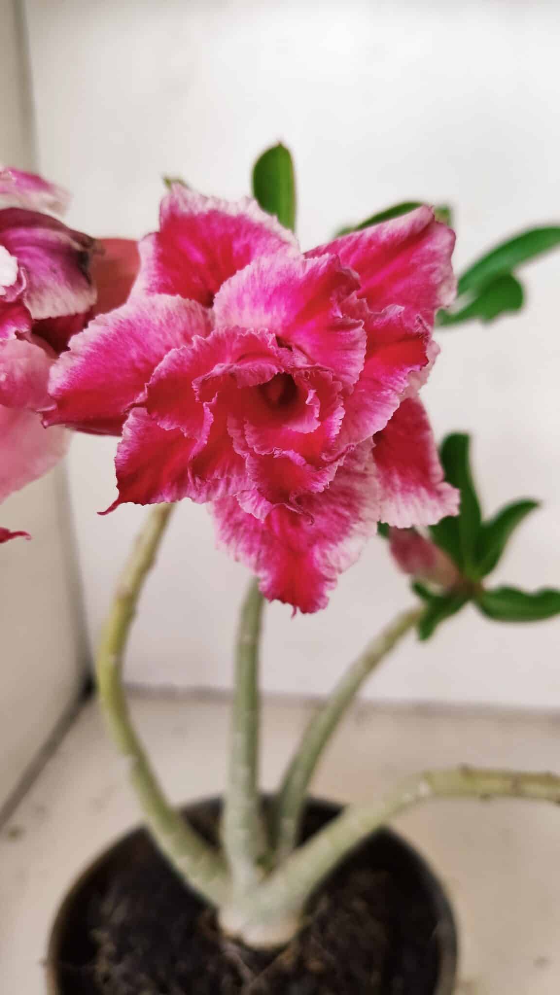 Planta Dobrada 3556 – 30cm – 02 anos - foto 3