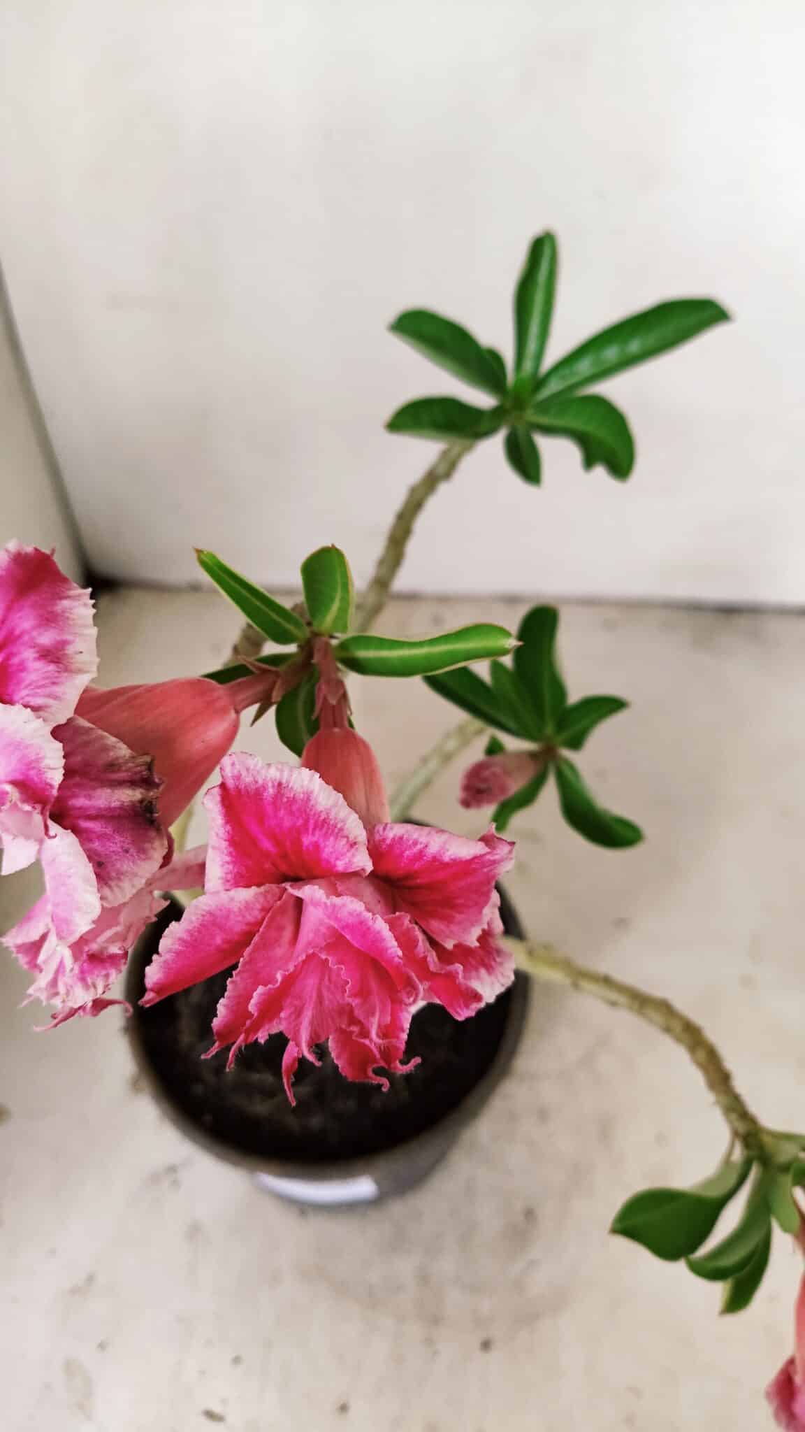Planta Dobrada 3556 – 30cm – 02 anos - foto 4