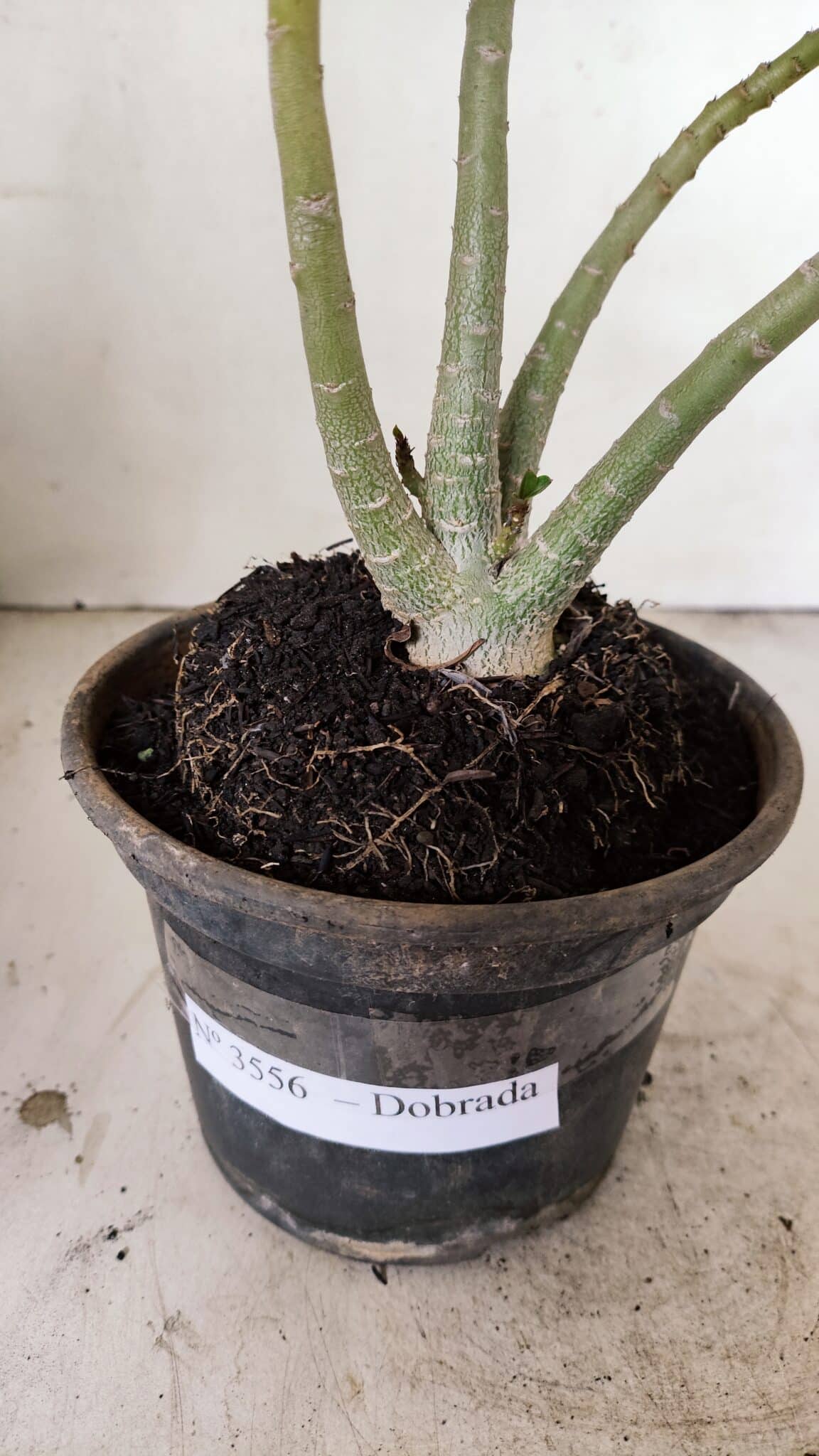 Planta Dobrada 3556 – 30cm – 02 anos - foto 8