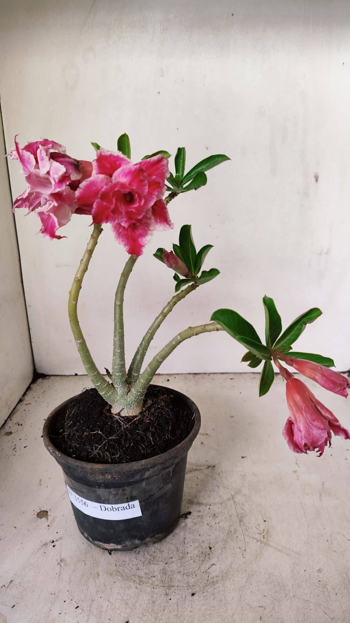 Planta Dobrada 3556 – 30cm – 02 anos - foto 7