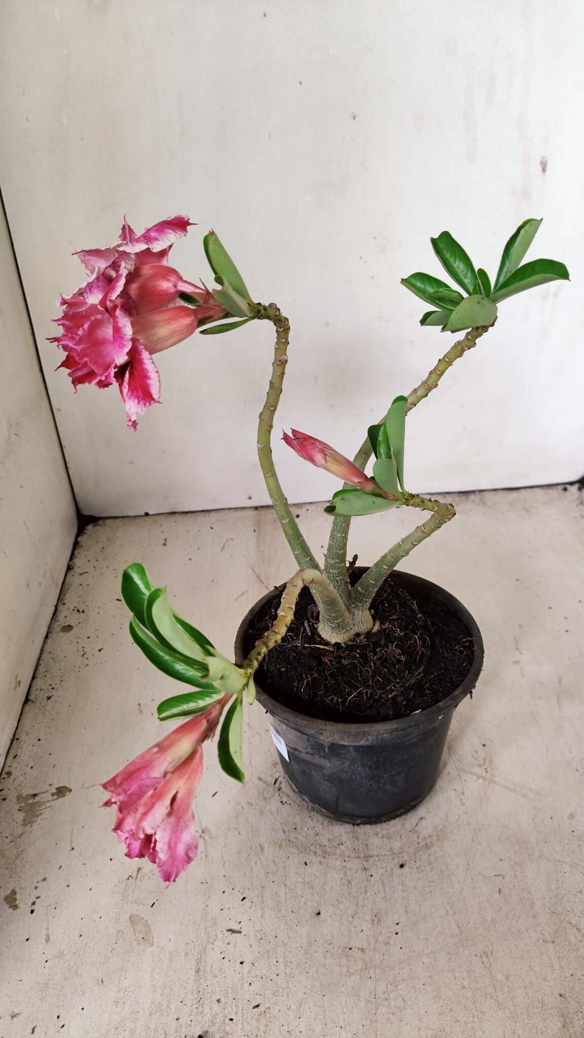 Planta Dobrada 3556 – 30cm – 02 anos - foto 6