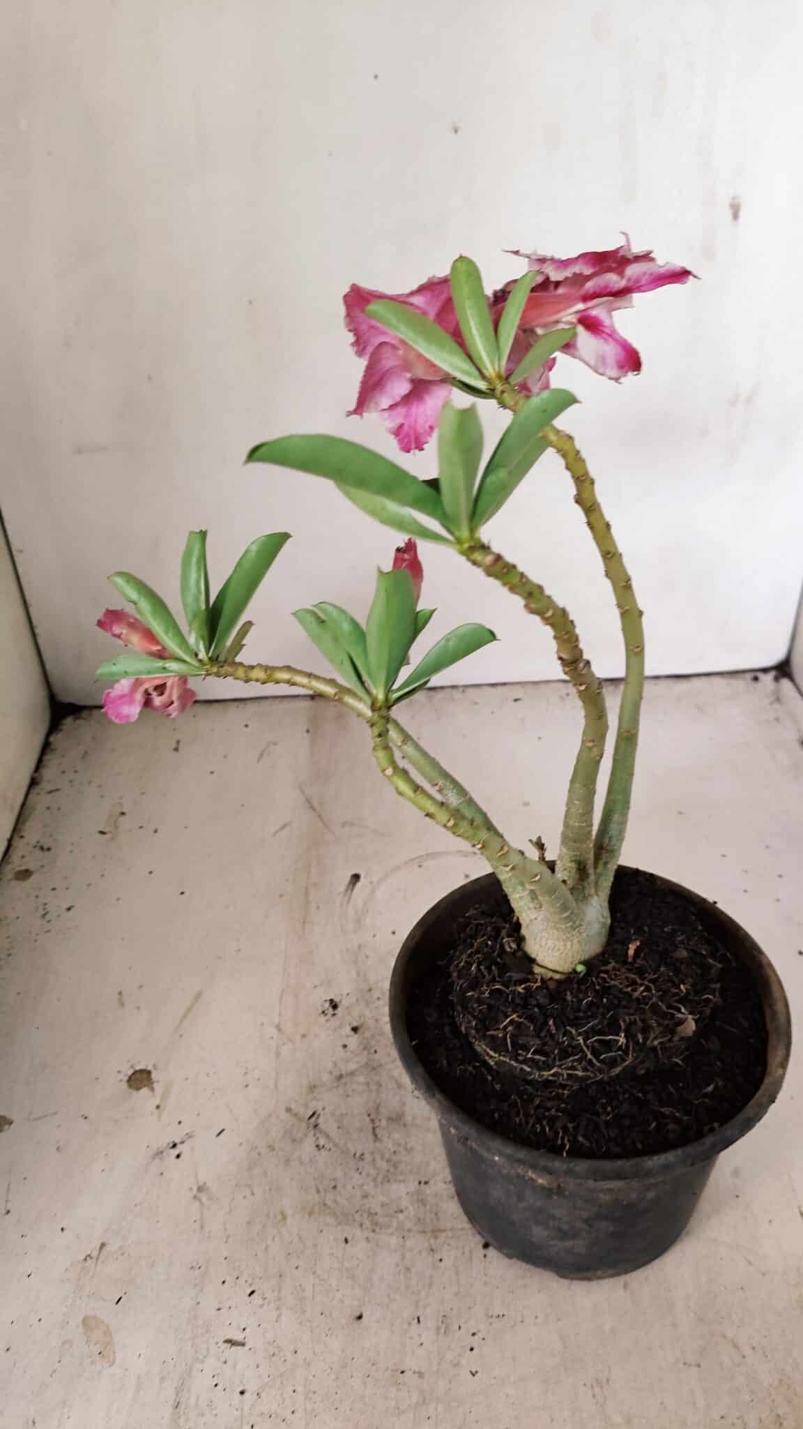 Planta Dobrada 3556 – 30cm – 02 anos - foto 5