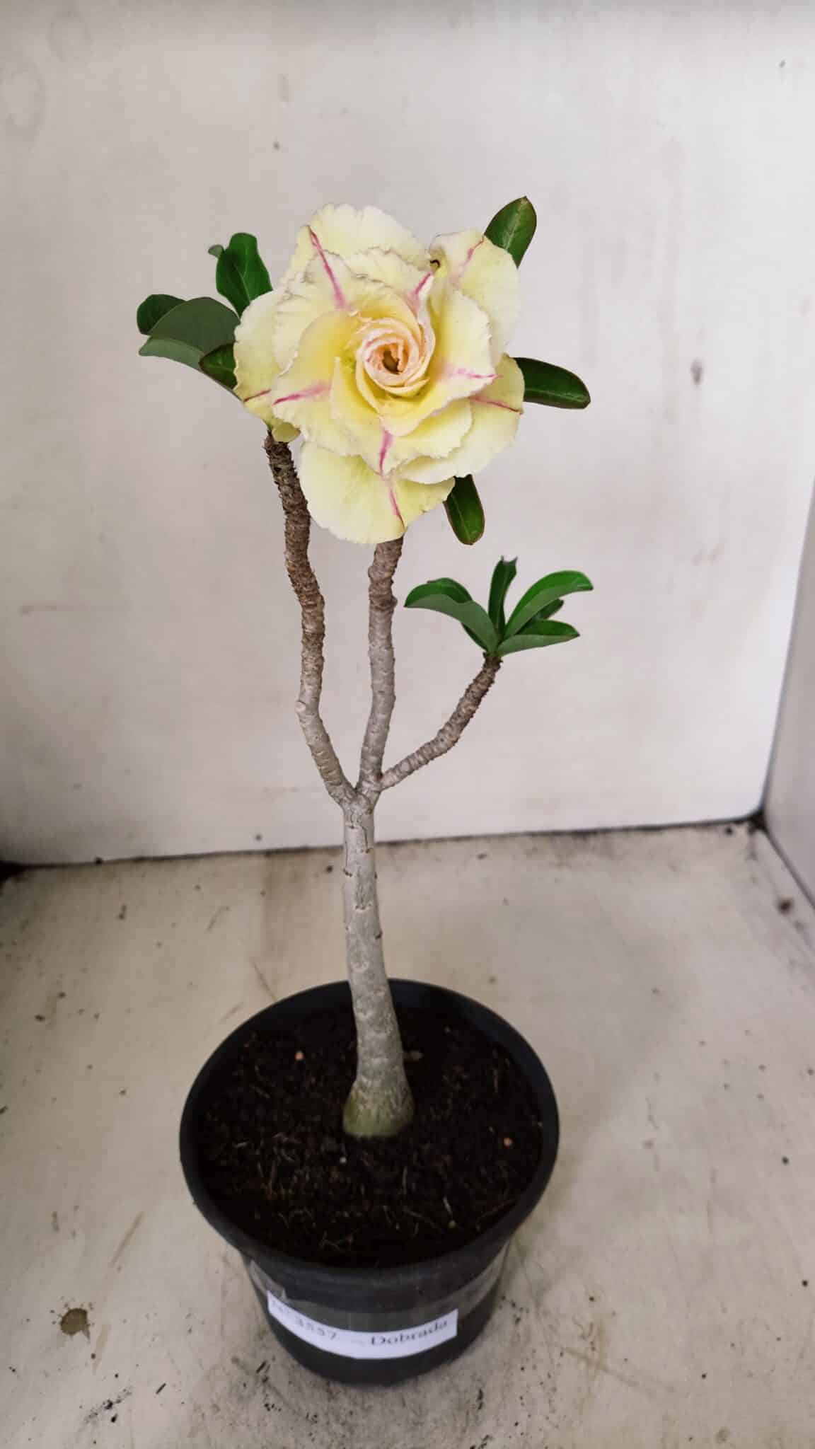 Planta Dobrada 3557 – 35cm – 03 anos - foto 2
