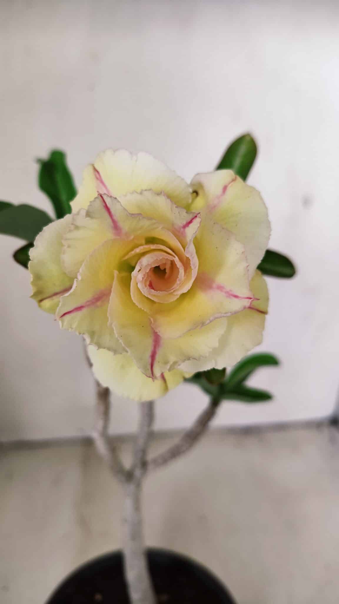 Planta Dobrada 3557 – 35cm – 03 anos - foto 3
