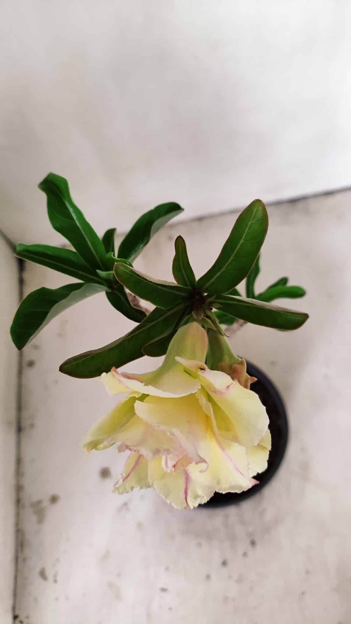 Planta Dobrada 3557 – 35cm – 03 anos - foto 9