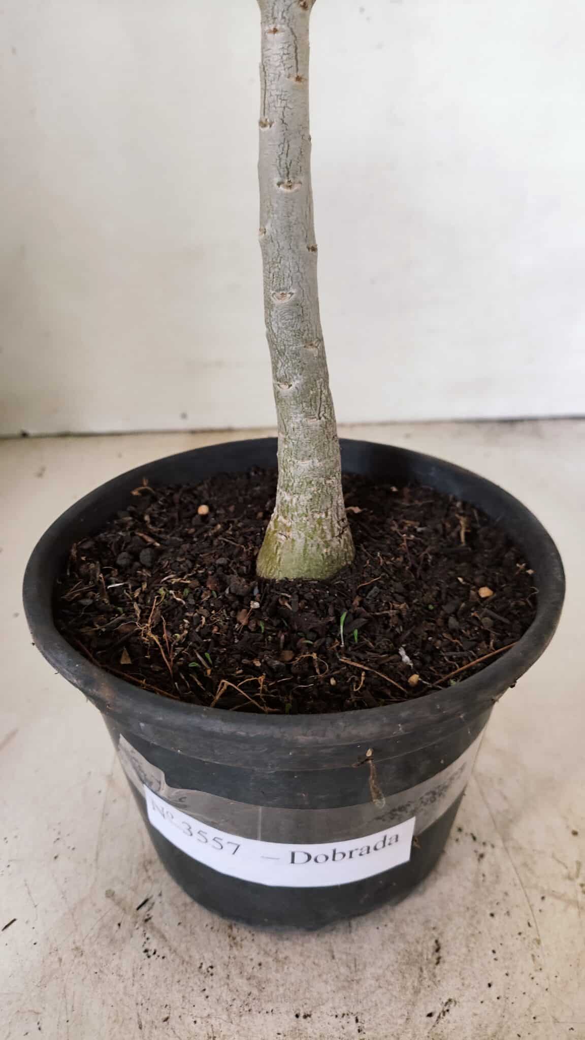 Planta Dobrada 3557 – 35cm – 03 anos - foto 8