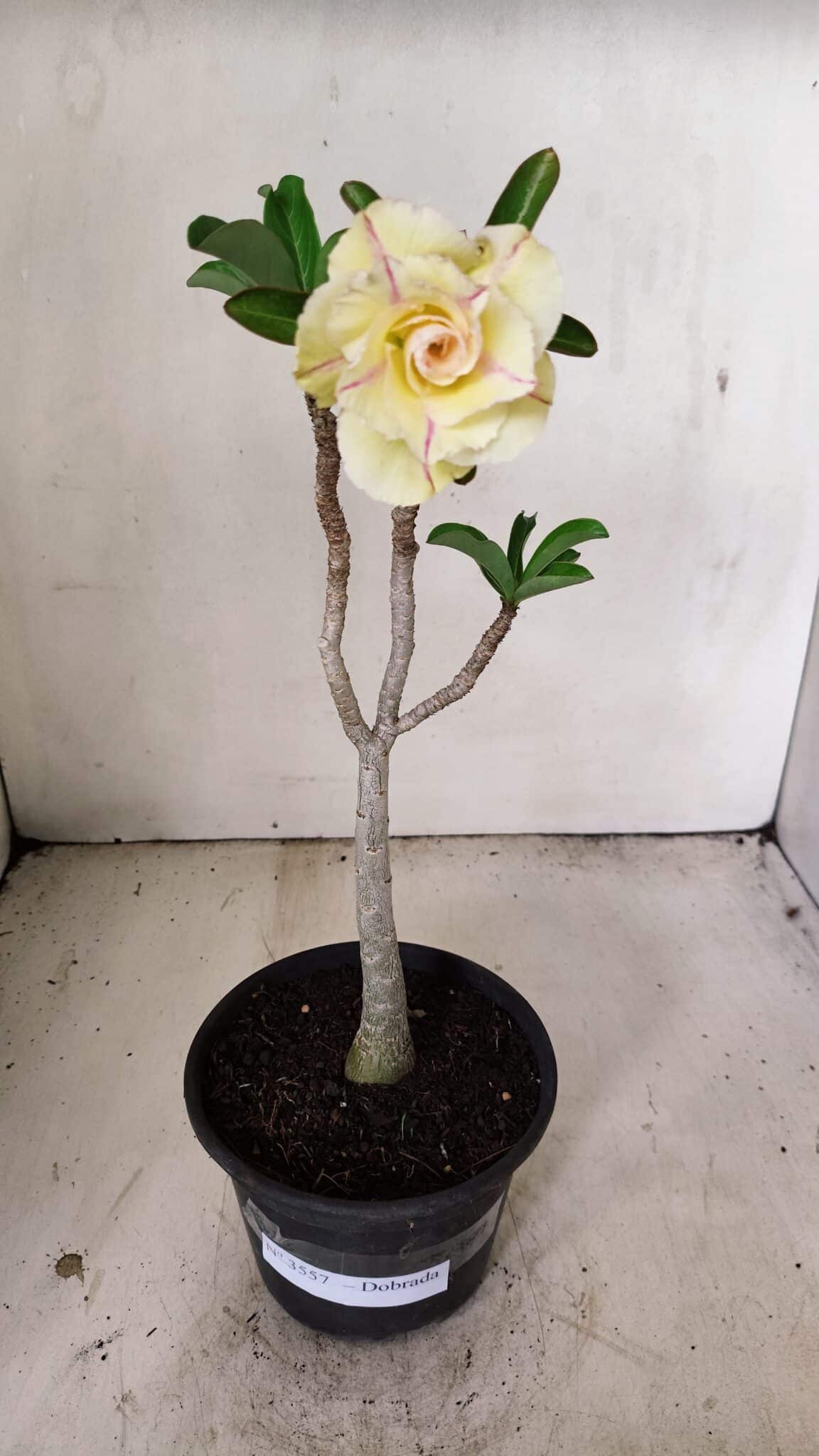 Planta Dobrada 3557 – 35cm – 03 anos - foto 6