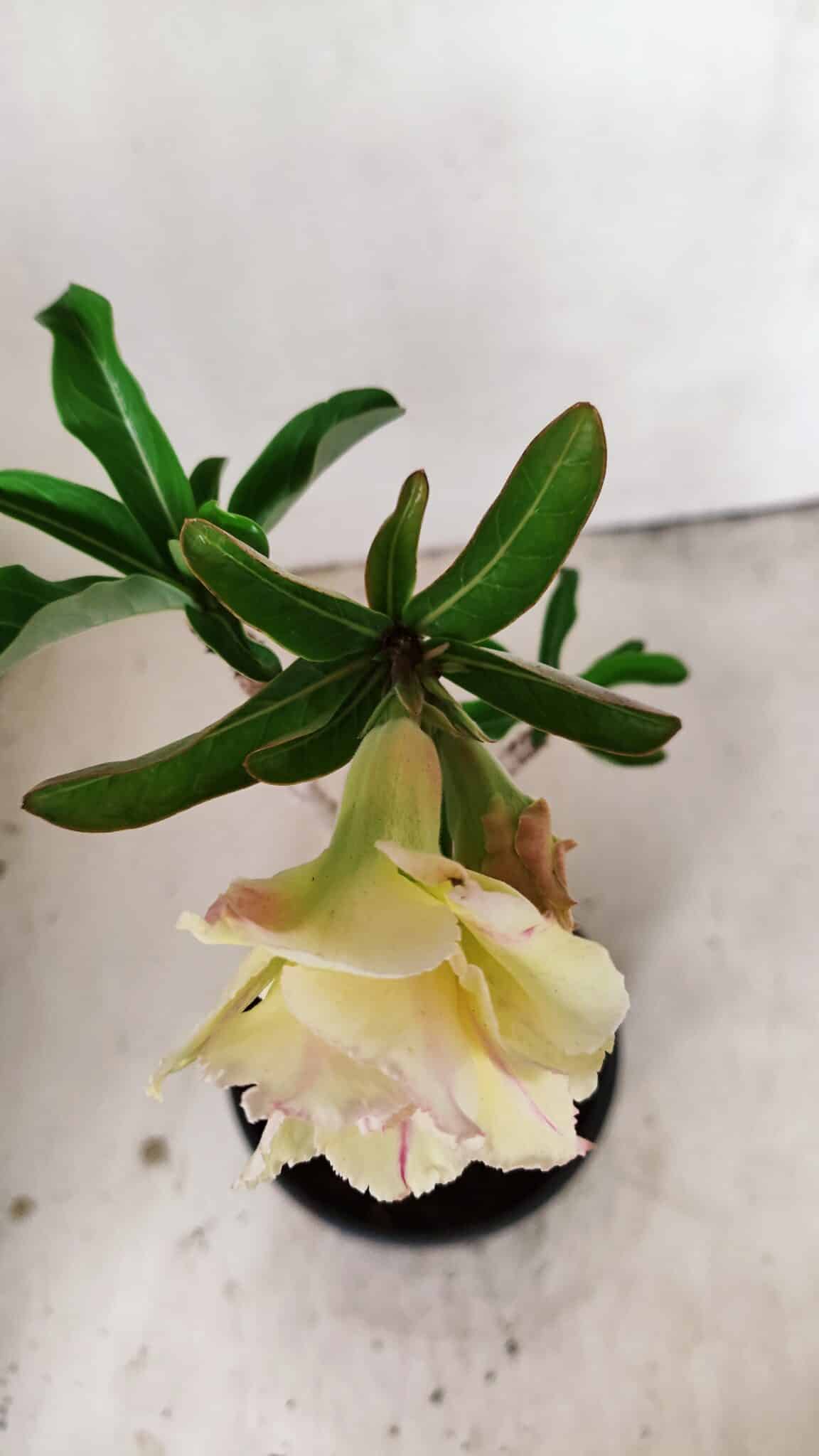 Planta Dobrada 3557 – 35cm – 03 anos - foto 4
