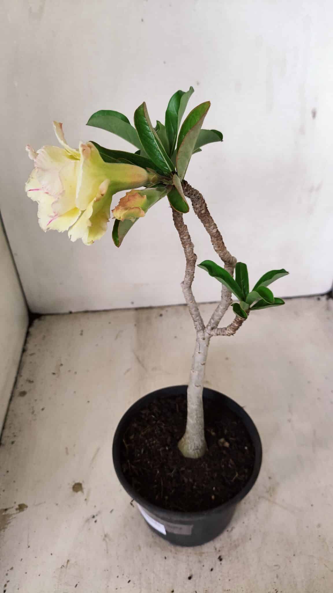 Planta Dobrada 3557 – 35cm – 03 anos - foto 5