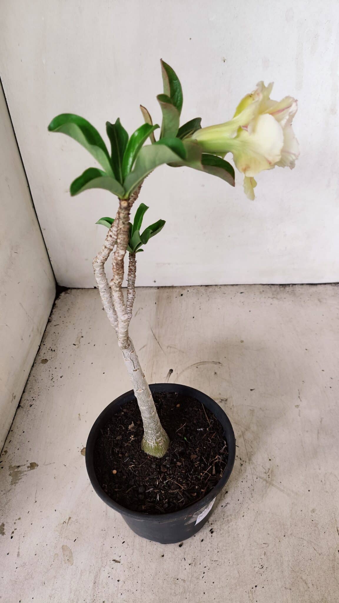 Planta Dobrada 3557 – 35cm – 03 anos - foto 7