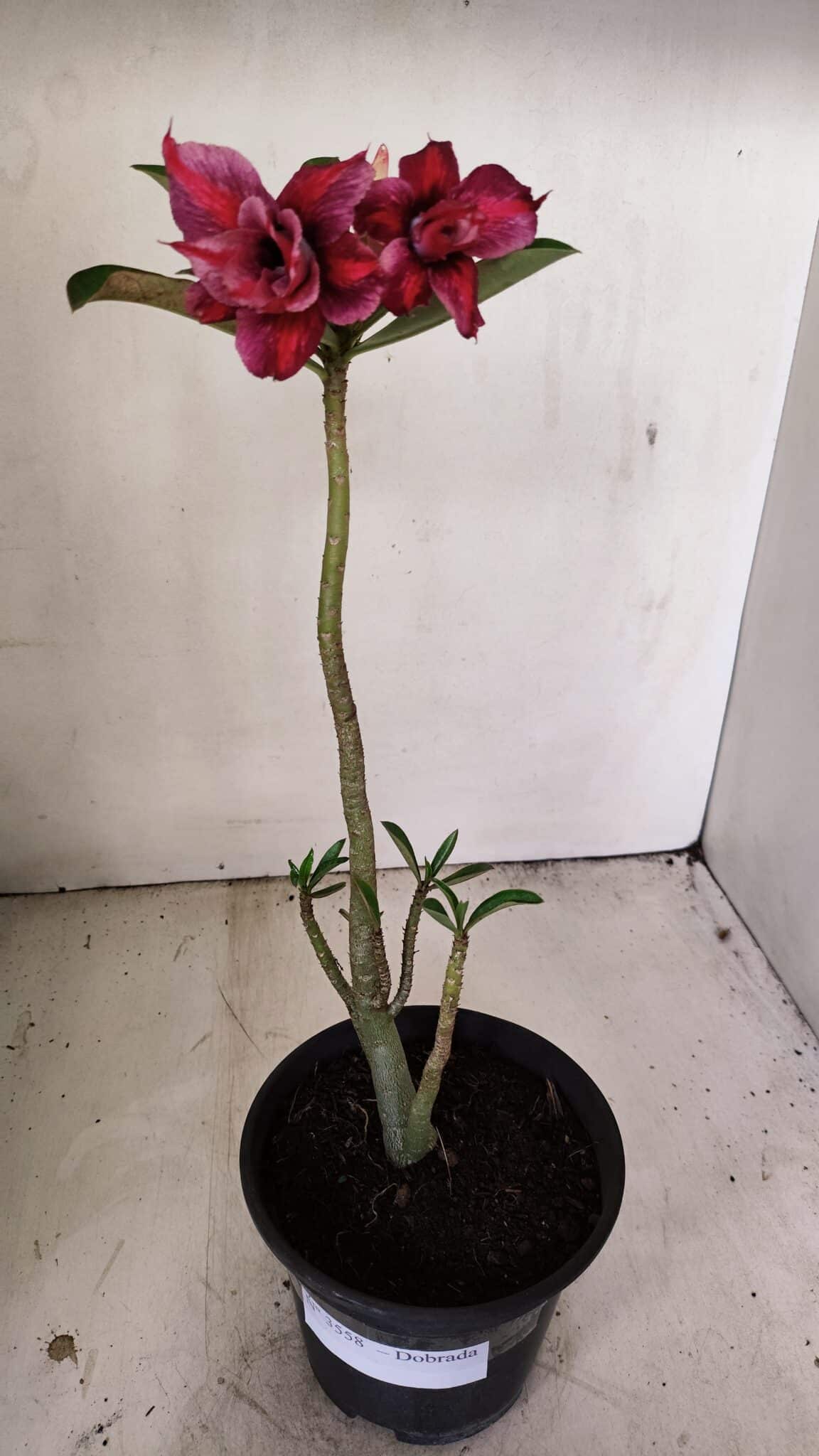 Planta Dobrada 3558 – 30cm – 02 anos - foto 2