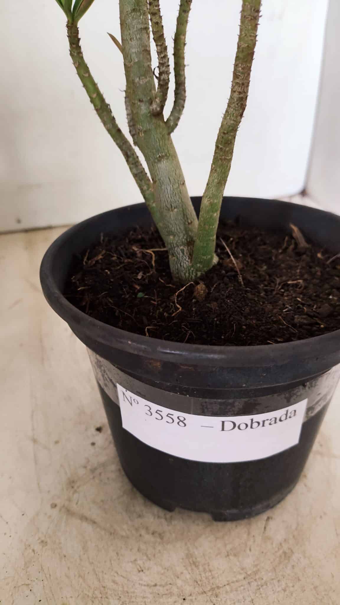 Planta Dobrada 3558 – 30cm – 02 anos - foto 7