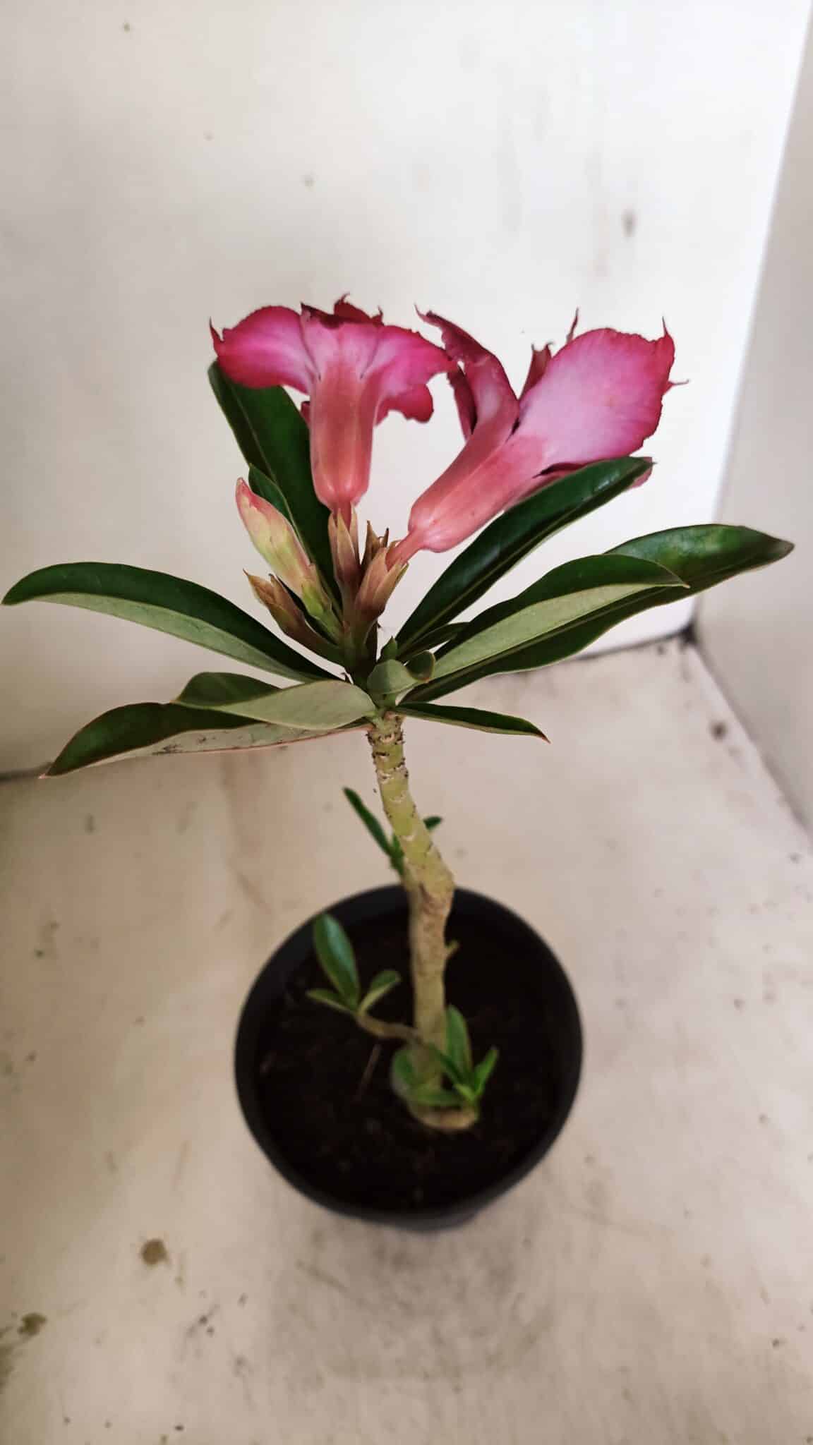 Planta Dobrada 3558 – 30cm – 02 anos - foto 6