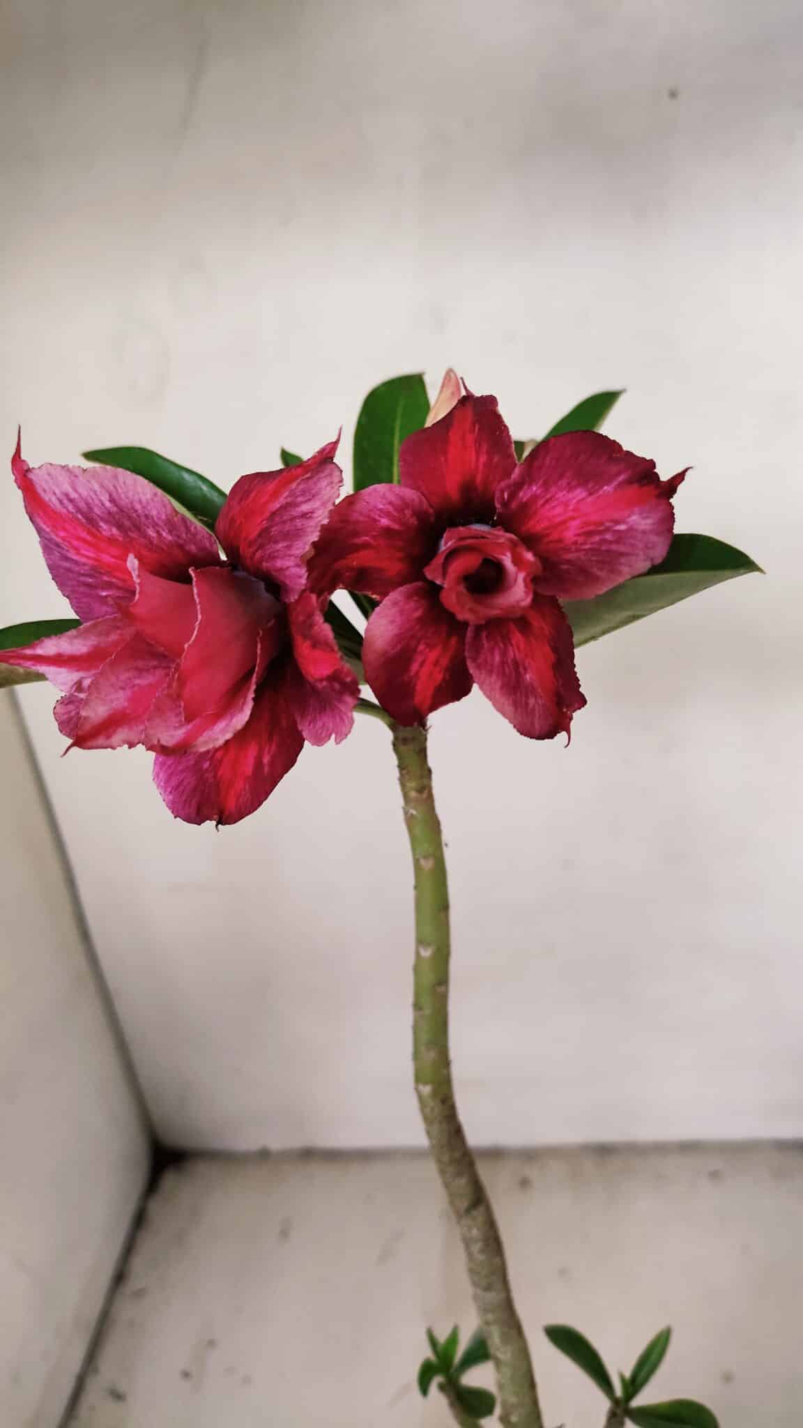 Planta Dobrada 3558 – 30cm – 02 anos - foto 3